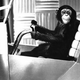 Image for article titled NASA to Bomb Monkeys with Gamma Radiation